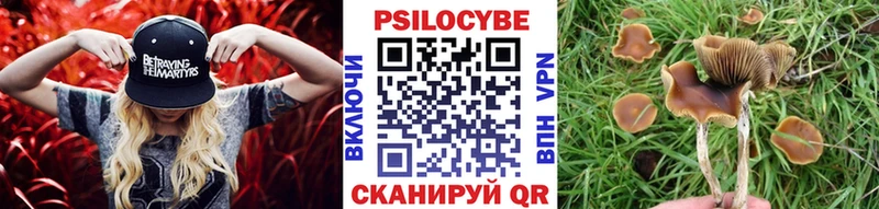 Псилоцибиновые грибы Psilocybe  где найти наркотики  Алагир 